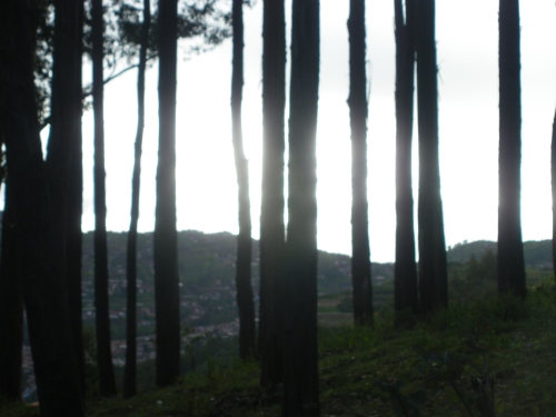 Next we made our way to one of Cusco´s many magical (and sadly man made) Eucalyptus forests.