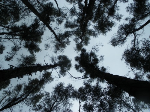 and stared at these treetops as they danced for us.